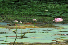 Nelumbo nucifera